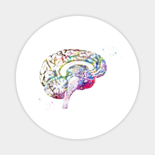 Brain anatomy Magnet